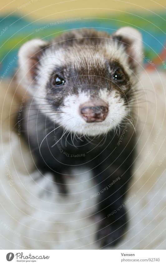 Plush Ferret Animal Western polecat Sweet Black White Clown Mammal ferret