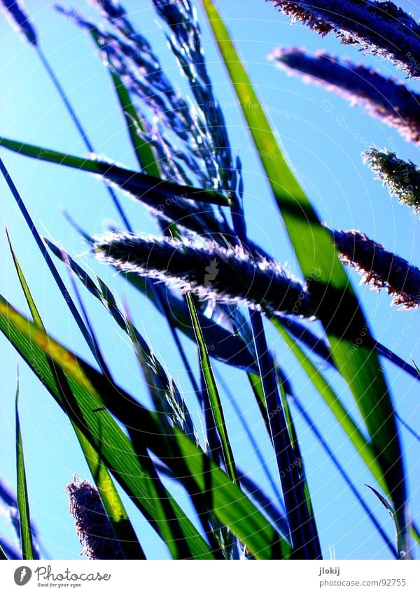 Counter-light shapes V Grass Green Back-light Allergy sufferer Plant Meadow Spring Growth Glittering Blade of grass Stalk Ear of corn Field Blossoming Movement