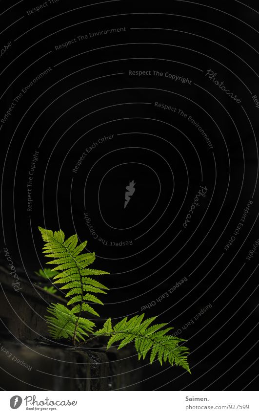 fern table Nature Plant Fern Leaf Foliage plant Wild plant Illuminate Natural Beautiful Green Black Struggle for survival Life Natural color Dark Survive