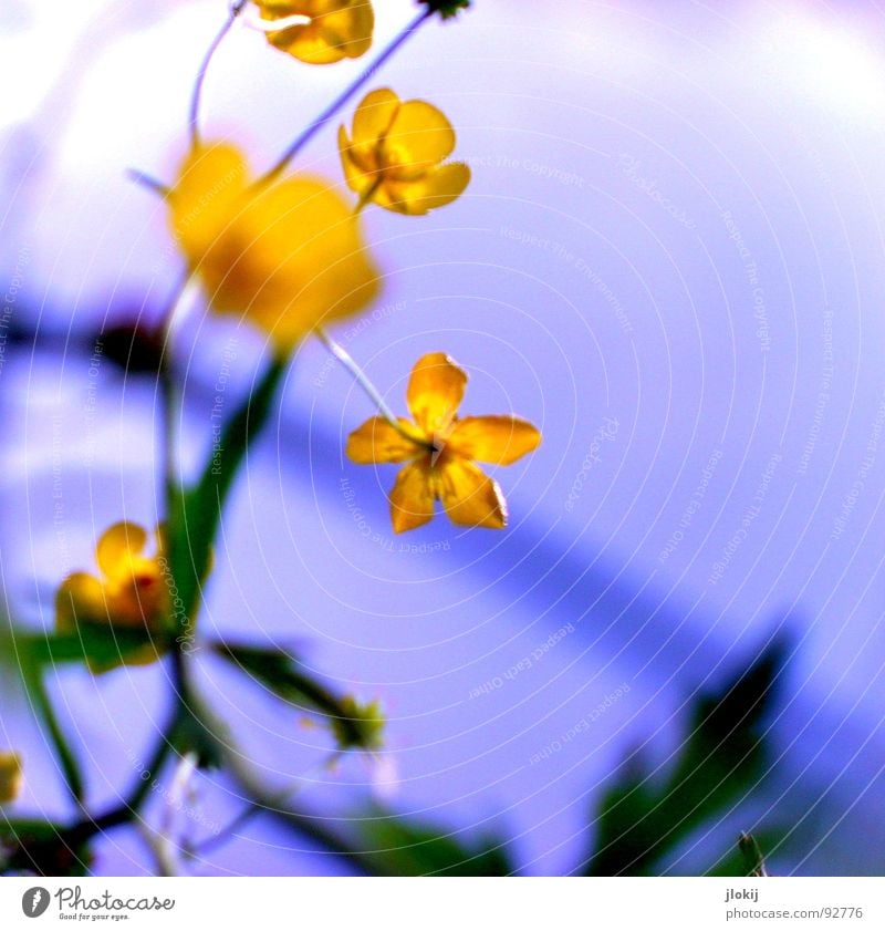 Nothing for bit.it's flower salad Crowfoot Buttercup Yellow Blossom Europe Meadow Roadside Field Wayside Poison Stalk Back-light Ornamental plant Plant Stamen