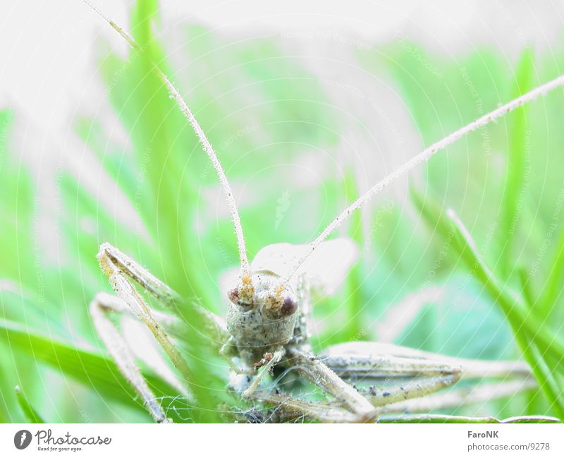 deadHopper Insect Locust Death