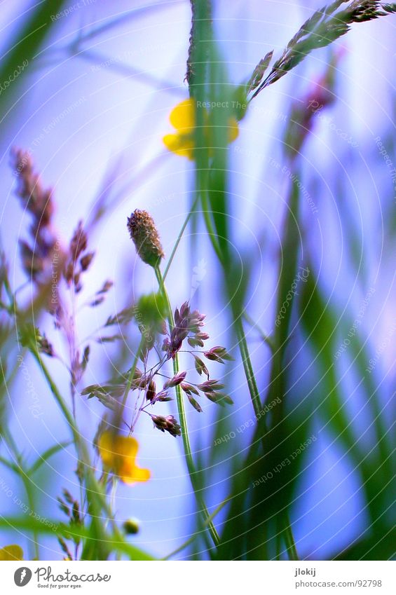 H...H...Ha...Haaaa...Haaaaaaaa...Haaaaaaaaaaaaaa...chi Grass Green Back-light Allergy sufferer Plant Meadow Spring Growth Glittering Blur Blade of grass Stalk