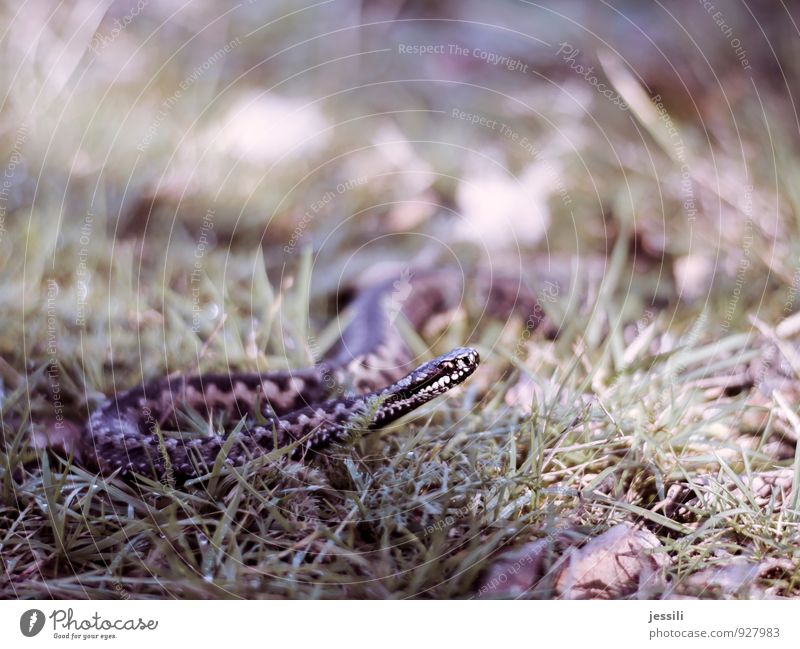 care Animal Snake 1 Sign Tree of knowledge Renewal masculinity Glittering Curiosity Rebellious Retro Brown Black White Death Fear Mistrust Envy Inequity