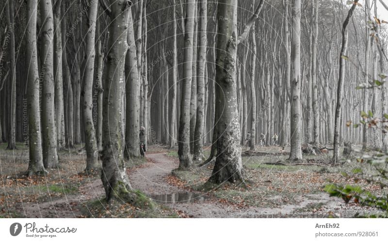 Spider Forest Nienhagen II Environment Landscape Plant Earth Water Autumn Bad weather Fog Tree Dark Creepy Cold Loneliness Colour photo Exterior shot Deserted