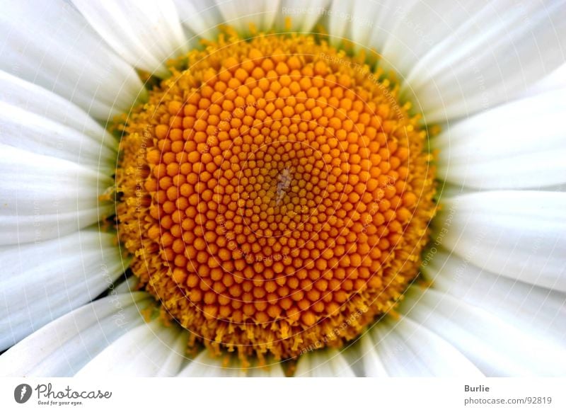 flower wreath Blossom Flower necklace Plant margarithe yellow-white blube Macro (Extreme close-up) Illuminate