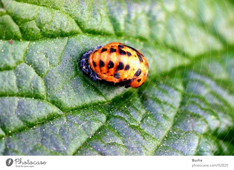 ladybird larva Ladybird Larva Animal Insect Macro (Extreme close-up) Close-up June beetle larva Orange speckled