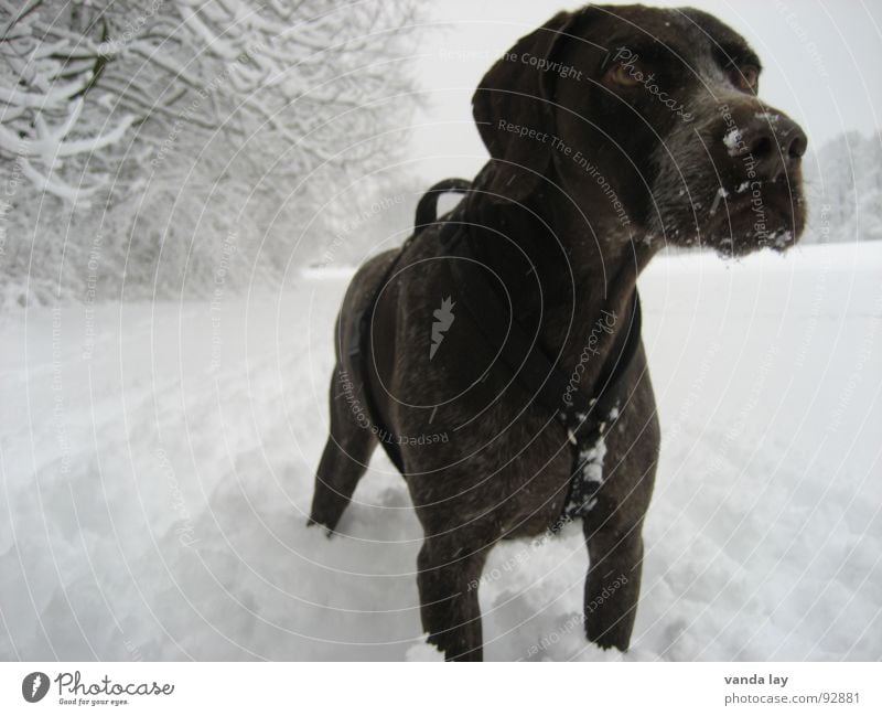 In search of the snow hare... Hound Snow Dog Hunter Winter Fix Crockery Stick out Animal Cold Loyalty Best Air To go for a walk Elapse Field