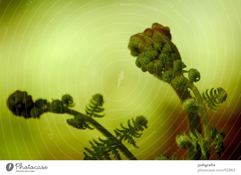 fern Plant Fist Green Convoluted Growth Flourish Macro (Extreme close-up) Close-up polypodiophyta Shoot pteridophyta Pteridopsida Plantlet Power Nature Life