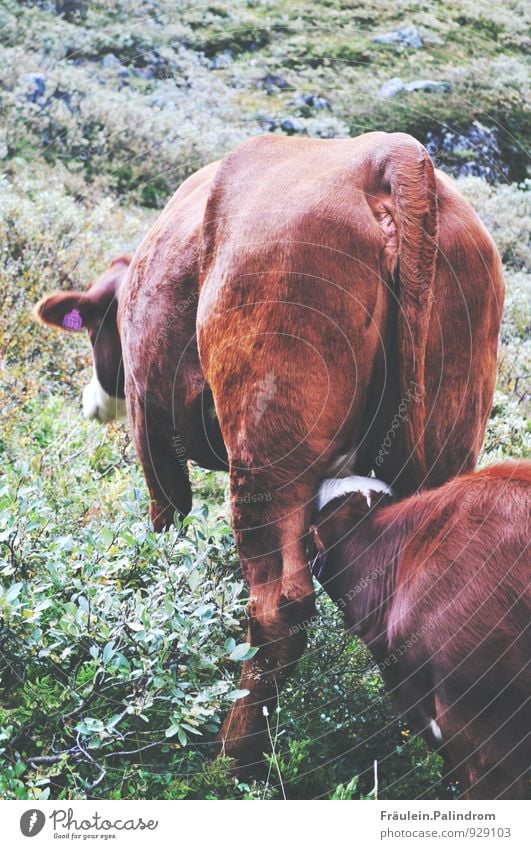 Moo. Eating Milk Environment Nature Landscape Beautiful weather Plant Grass Bushes Moss Leaf Foliage plant Agricultural crop Wild plant Meadow Animal