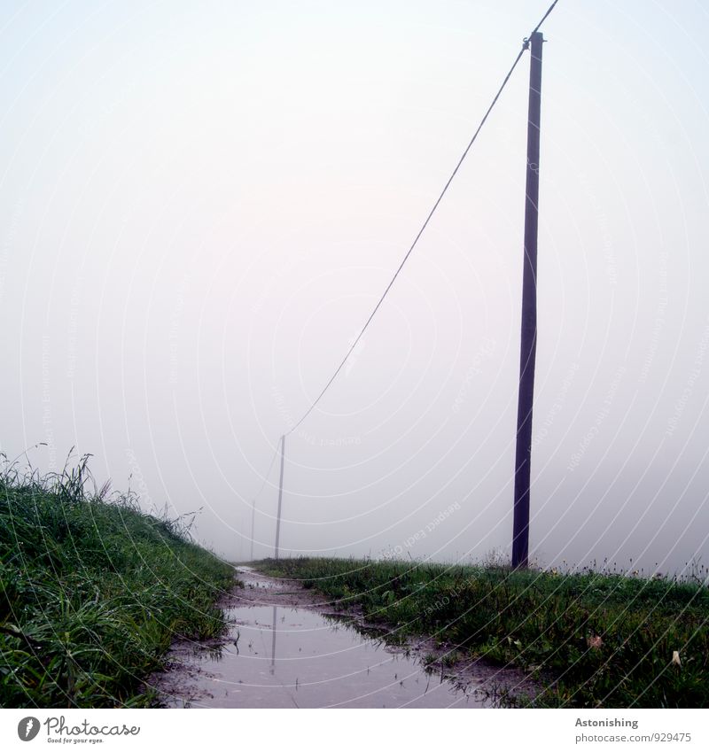 Weather Environment Nature Landscape Plant Air Water Autumn Bad weather Fog Grass Meadow Lanes & trails Stand Dark Cold Gray Green Dreary Puddle