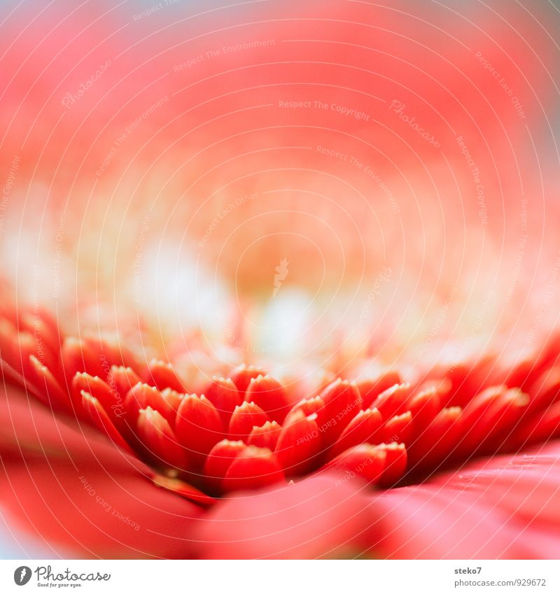 red II Plant Flower Blossom Gerbera Fragrance Near Beautiful Soft Yellow Red Blossom leave Colour photo Studio shot Macro (Extreme close-up) Deserted