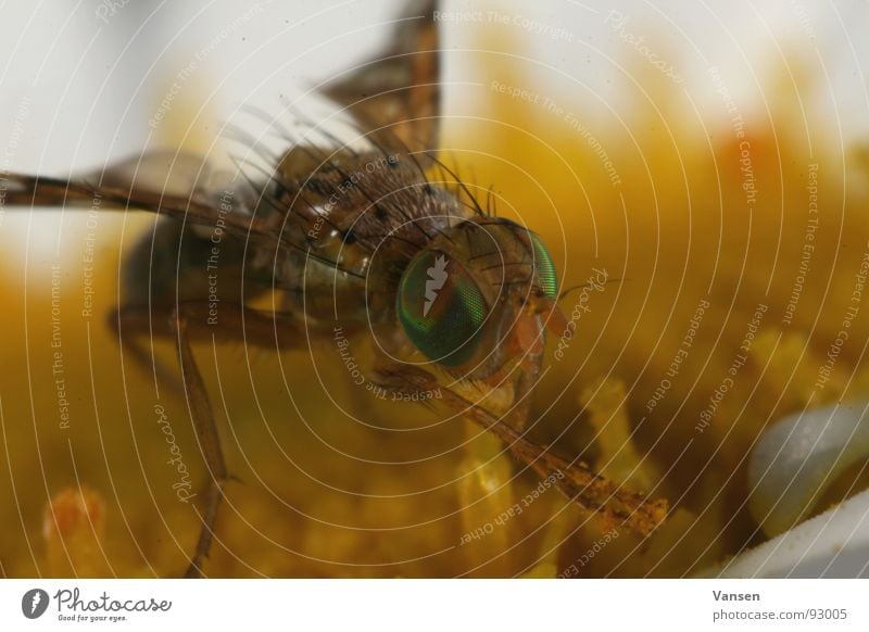 mmmmmmhhhh tasty Blossom Compound eye Green Trunk Stamen Macro (Extreme close-up) Fly facet Orange Nectar