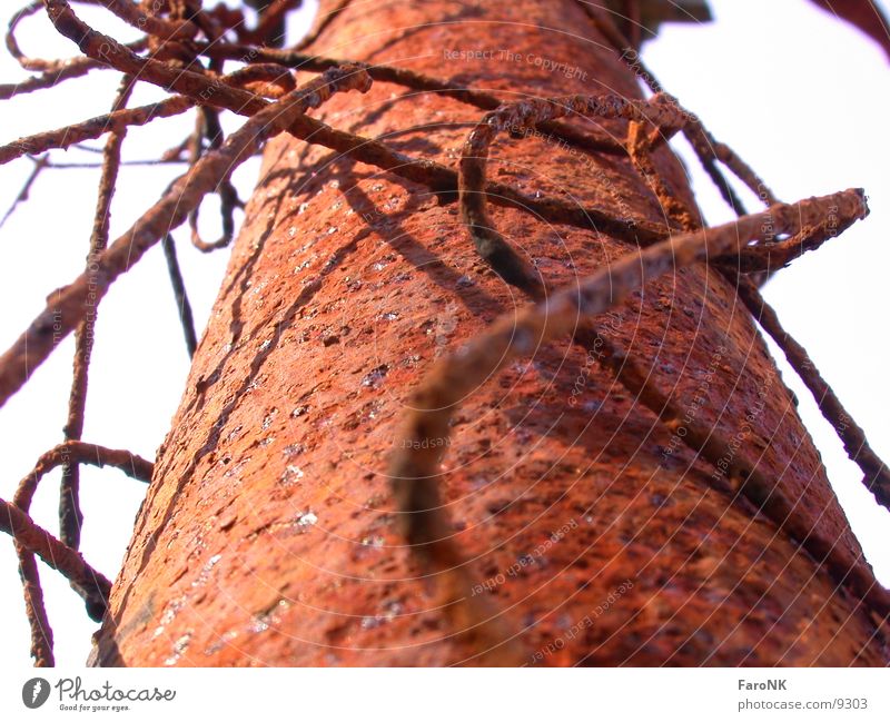 rusty fence Fence Red Macro (Extreme close-up) Close-up Rust