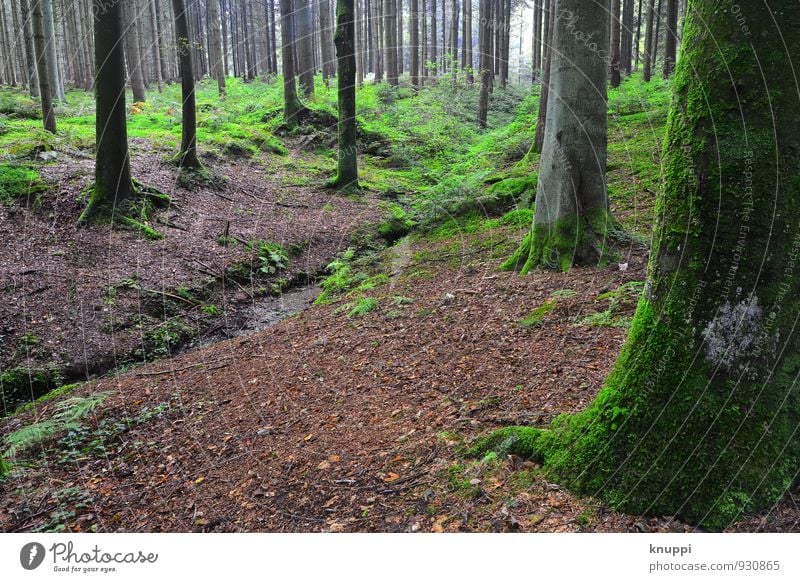 Forest stream II Environment Nature Landscape Plant Air Water Sun Sunlight Summer Autumn Beautiful weather Fog Rain Tree Bushes Moss Foliage plant Wild plant