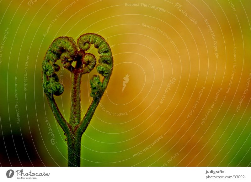 fern Plant Fist Green Convoluted Growth Flourish Macro (Extreme close-up) Close-up polypodiophyta Shoot pteridophyta Pteridopsida Plantlet Power Nature Life