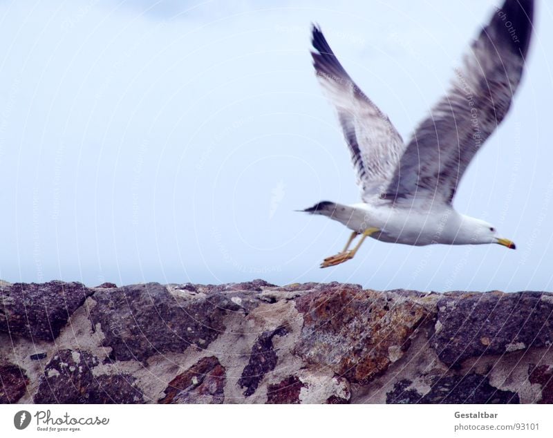 Spread Your Wings (Before They Fall Apart) Seagull Wall (barrier) Stone Bad weather Beginning Disperse Formulated Bird Aviation Flying Sky Clouds Freedom Happy