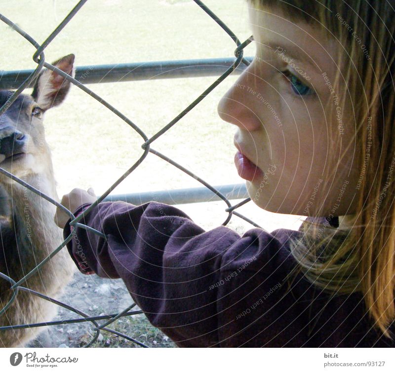 REH EYES Roe deer Doe eyes Fawn Zoo Enclosure Barn cagey Animal Park Sunday Saturday Brown Light brown Auburn Hair and hairstyles Touch Delicate Caress