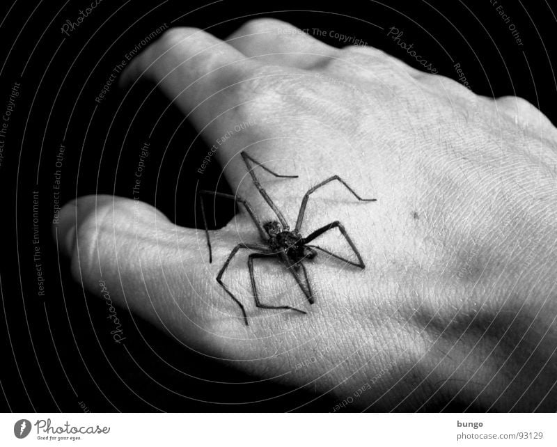 After the killer tadpoles... Hand Fingers Man Spider Panic Disgust Scared Dark Black White Fear house spider arachnaphobia Legs phalangeal bone Gloomy