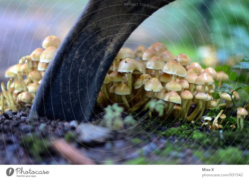 seekers of protection Food Nutrition Earth Summer Autumn Garden Park Forest Growth Small Many Mushroom Honey fungus Poison Mushroom cap Park bench Hiding place