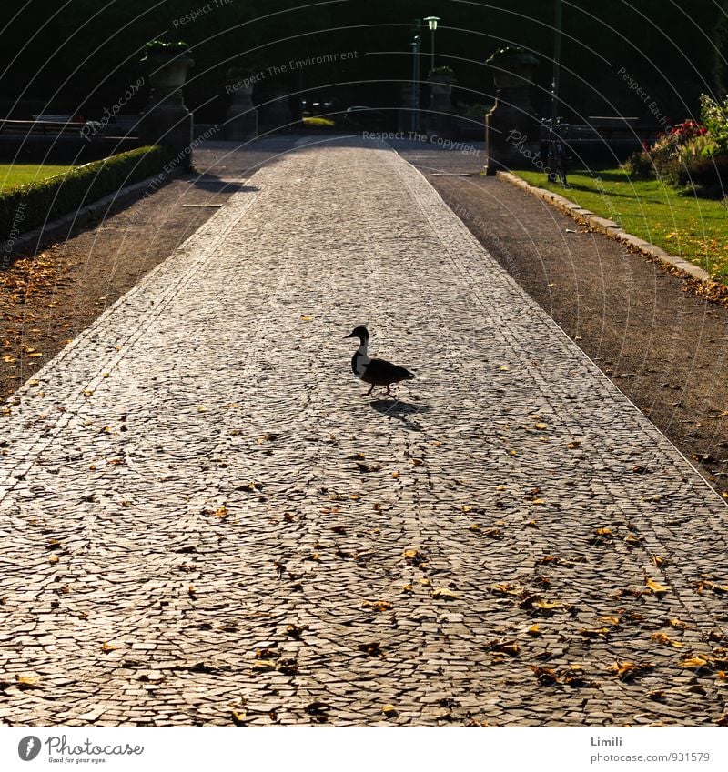 Herbstlicher Morgenspaziergang Autumn Beautiful weather Leaf Pond Hannover Park Garden Street Animal Wild animal Bird Duck Movement Going Walking Stand Hiking