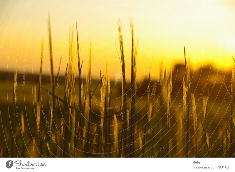 It was in the beginning. Evening Sunbeam Footpath Summer Lighting Grain Loneliness