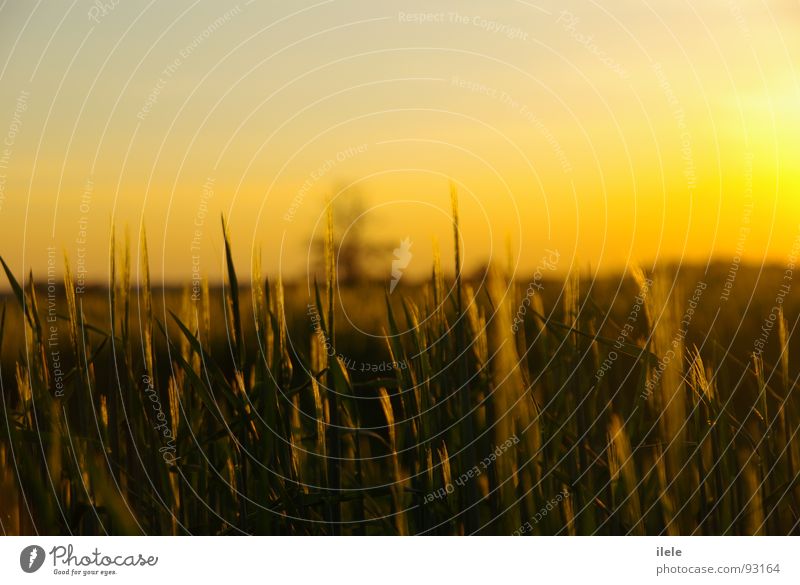 ... of a beautiful time Evening Sunbeam Footpath Summer Lighting Grain Loneliness