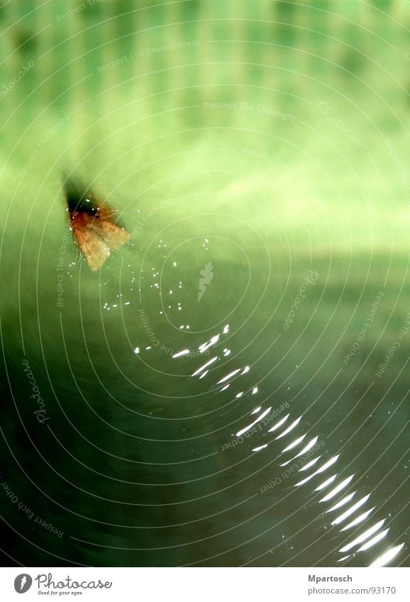 Water skiing in a different way Green Butterfly Moth Speed Swimming pool Waves Swimming & Bathing