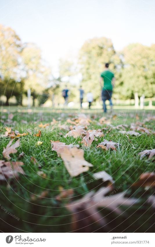 Autumn comes Group Grass Warm-heartedness Autumnal Autumn leaves Leaf Going Floor covering Meadow Knoll Leave behind Lanes & trails Colour photo Exterior shot