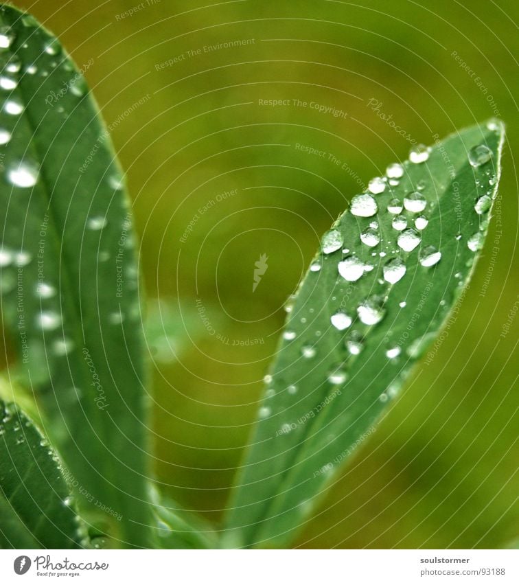 dropsy Leaf Green Plant Rain Vessel Wet Spring Macro (Extreme close-up) Close-up Leaf green Reflection Drops of water Water