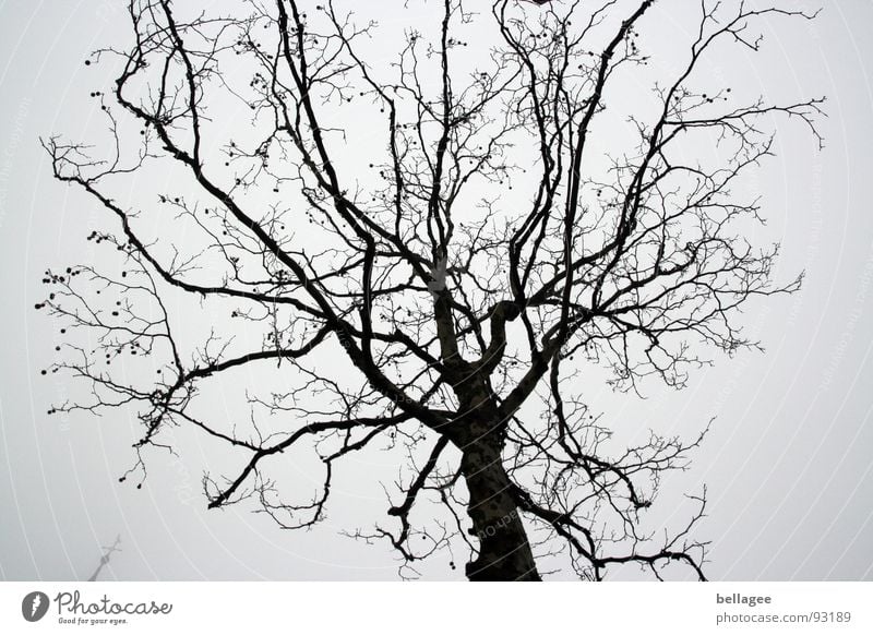 Tree crown in winter Gloomy Gray Winter Leafless Sky Branch kichturm peak Rain