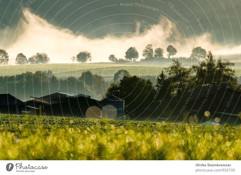 Fog Rolls 5 Environment Nature Landscape Plant Air Water Drops of water Autumn Beautiful weather Tree Grass Bushes Agricultural crop Field Forest