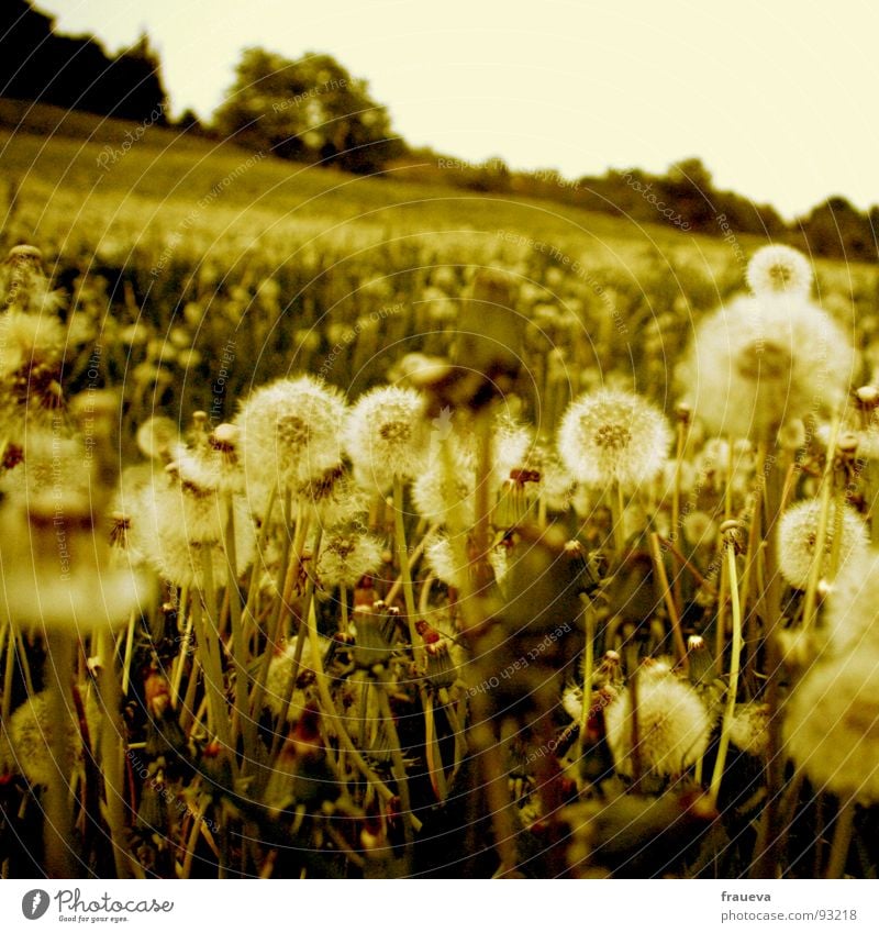 You're a puste to fall down on. Meadow Grass Dandelion Edge of the forest Slope Calm Green Nature Yellow Yellowed Worm's-eye view Summer Summery Austria Spring