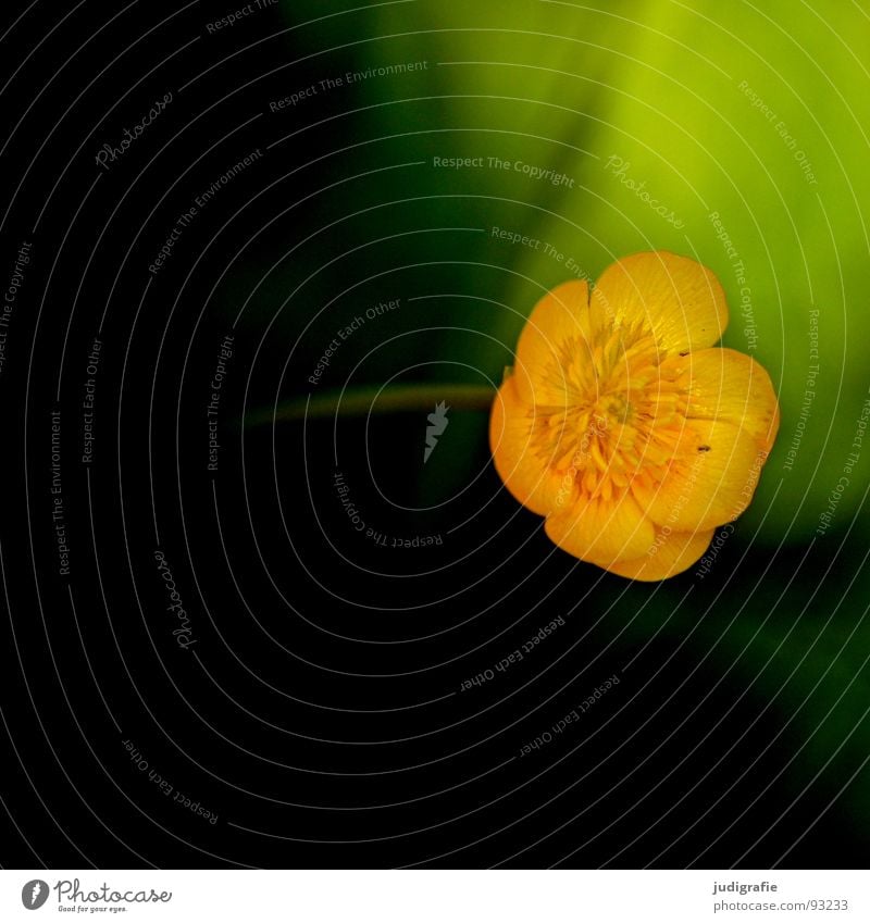 little flowers Flower Meadow Plant Poison Marsh marigold Crowfoot Blossom Environment Macro (Extreme close-up) Close-up Autumn Nature Wild animal