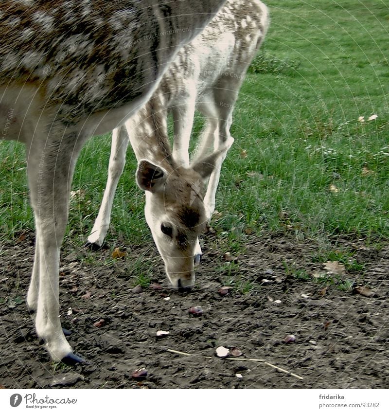 Kitz is hungry Nutrition Nature Animal Earth Grass Meadow Pelt Wild animal To feed Brown Green Timidity Roe deer Fawn Mud Hoof Mammal Colour photo Exterior shot