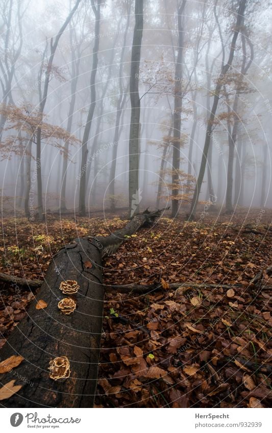 stay in bed Environment Nature Landscape Autumn Bad weather Fog Tree Forest Vienna Outskirts Old Esthetic Exceptional Creepy Natural Brown Gray Tree trunk