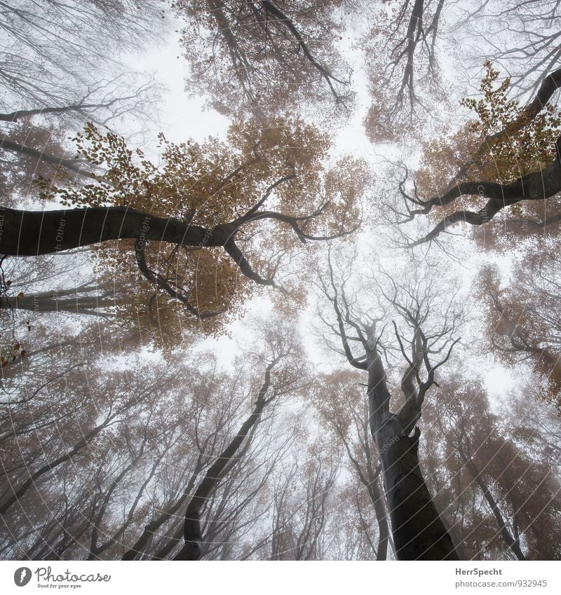 mushroom perspective Environment Nature Sky Autumn Fog Tree Forest Vienna Austria Esthetic Exceptional Threat Natural Brown Gray Viennese Forest Deciduous tree