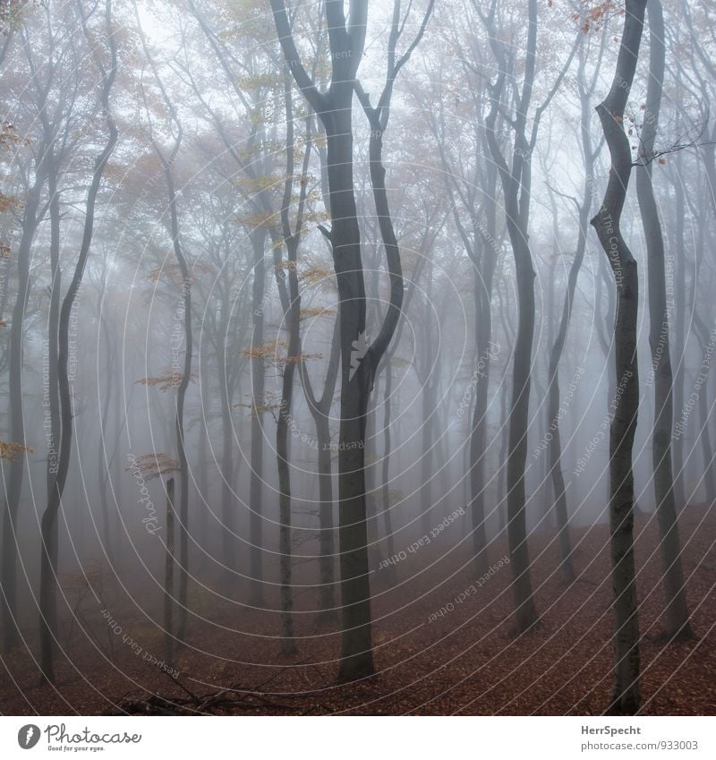 Cloud forest IV Nature Landscape Autumn Bad weather Fog Tree Forest Vienna Austria Outskirts Deserted Esthetic Dark Creepy Natural Brown Gray Beech wood