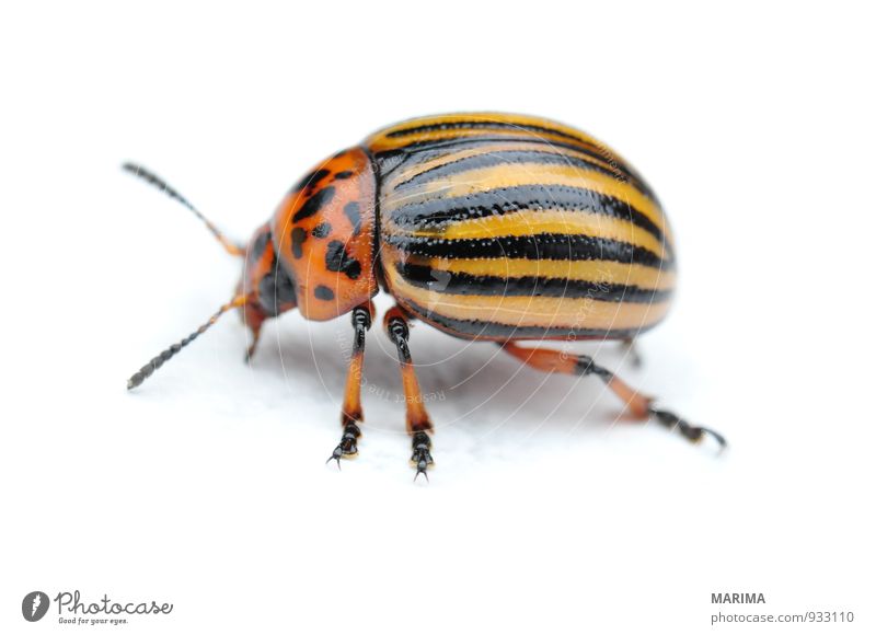 Potato bug Nature Animal Beetle Crawl Brown Yellow Black leaf beetle chrysomelidae Elytron Grand piano Feet Feeler Striped Gold Insect Potatoes Potatoe blossom