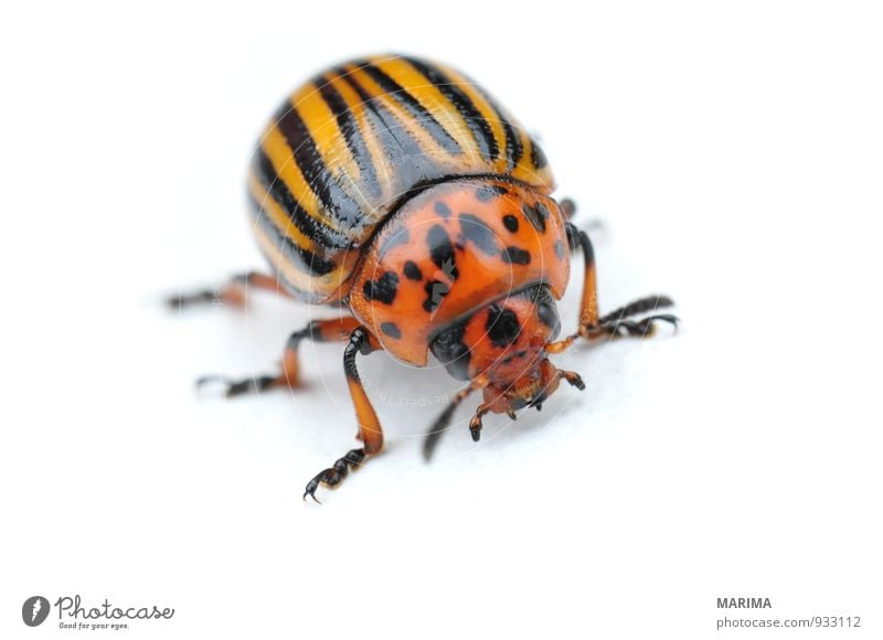 Potato bug Nature Animal Beetle Crawl Brown Yellow Black leaf beetle chrysomelidae Elytron Feeler Striped Gold Insect segregated Potatoes Potatoe blossom