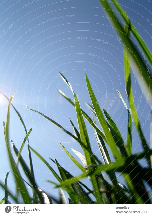 wish grass Grass Macro (Extreme close-up) Aperture Sunbeam Sky blue Blade of grass Meadow Reflection Green Worm's-eye view Plant Growth Maturing time Summer