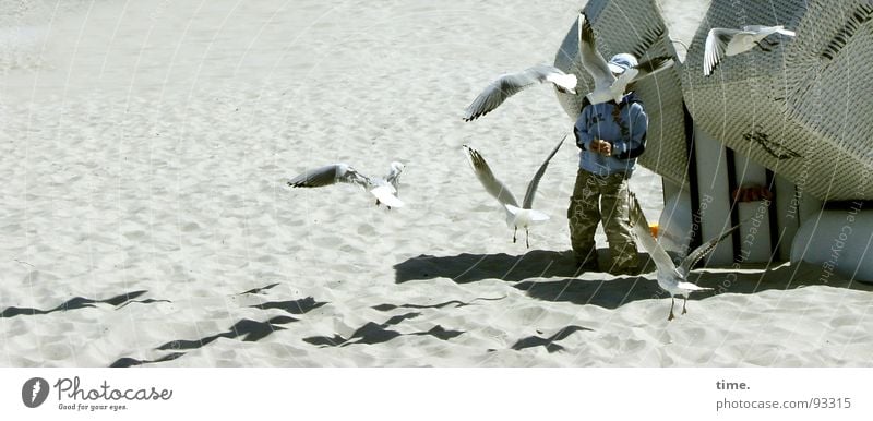 seagull crowd Shadow Beach Boy (child) Sand Coast Observe Feeding Communicate Beach chair Band together Air show Boast seagulls There's something going on.