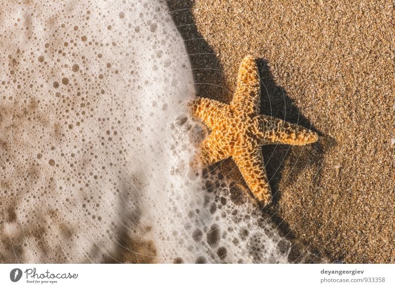 Starfish into the waves Relaxation Vacation & Travel Tourism Summer Beach Ocean Island Waves Nature Landscape Sand Coast Natural White water star Tropical