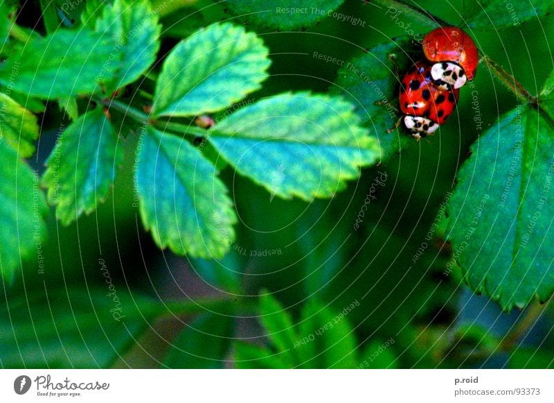 Mom, what are they doing?! Ladybird Spring Rutting season Red Jump Spring fever Propagation Lust Transport Animalistic Bow Summer Offensive Leaf Bushes Point