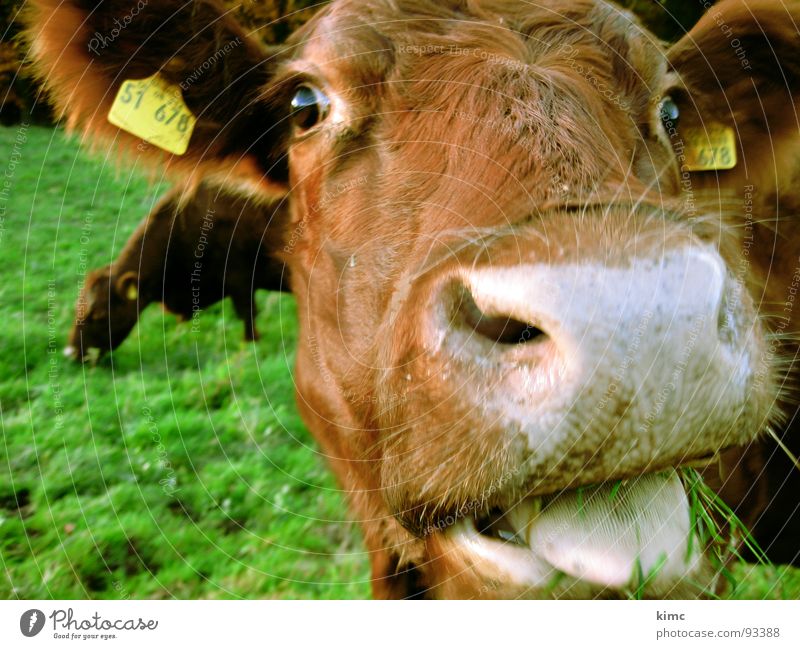 Fuck you! Cow Meadow Farm Milk Brown Ruminant Close-up Snout Mammal Pasture Tongue