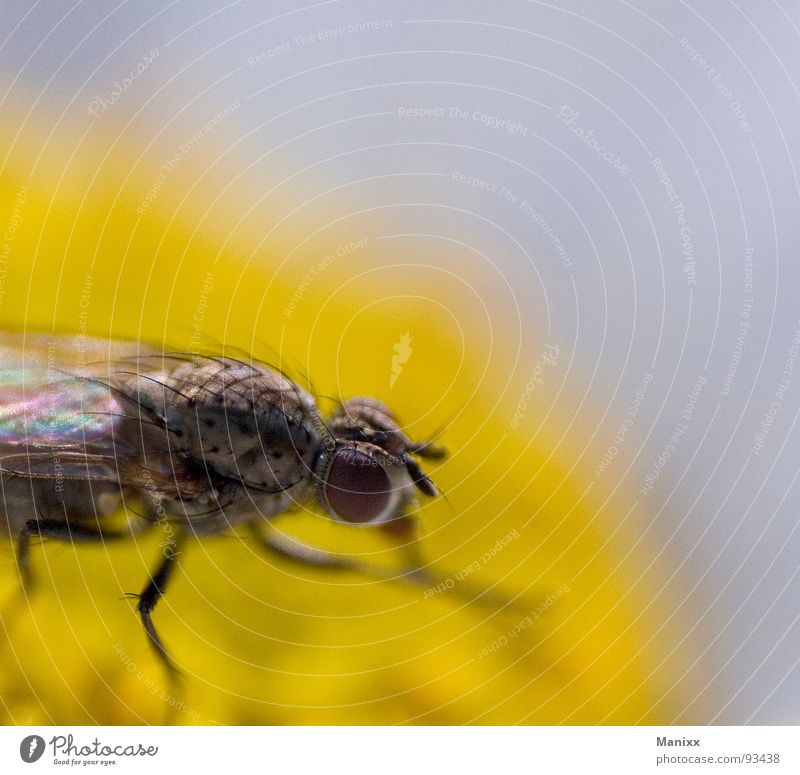 puck Insect Mosquitos Macro (Extreme close-up) Flower Summer Close-up Fly Hair and hairstyles Eyes