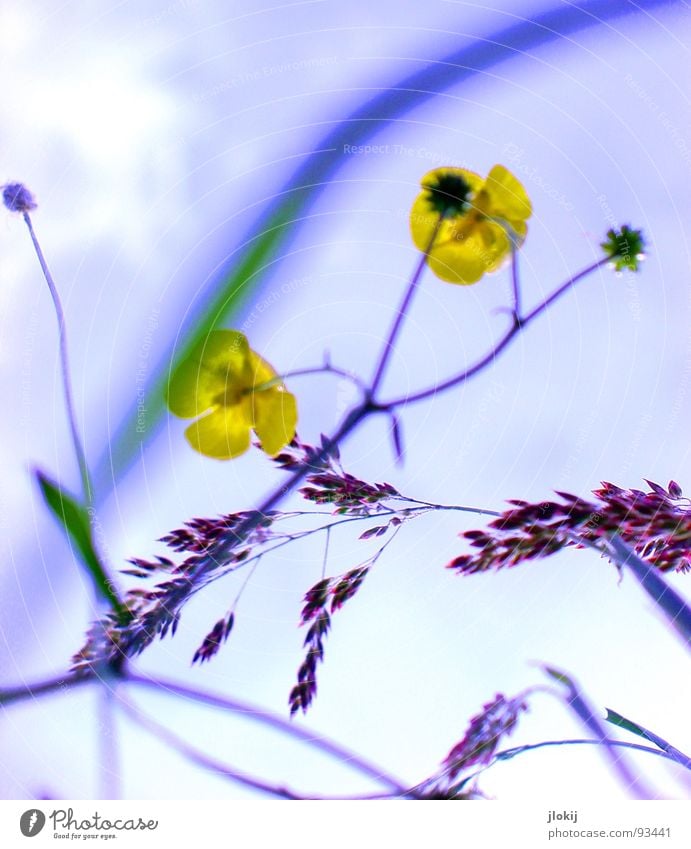 Spring Time Crowfoot Buttercup Yellow Blossom Europe Meadow Roadside Field Wayside Poison Stalk Back-light Ornamental plant Plant Stamen May - September