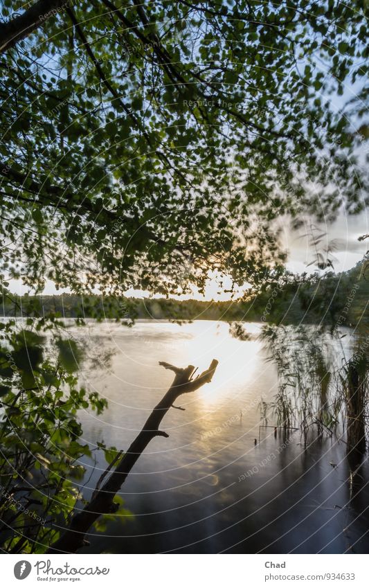 Stock Lake Environment Nature Plant Water Sky Sunrise Sunset Tree Grass Lakeside Discover Relaxation Hiking Blue Gold Green Orange Common Reed Reflection Stick