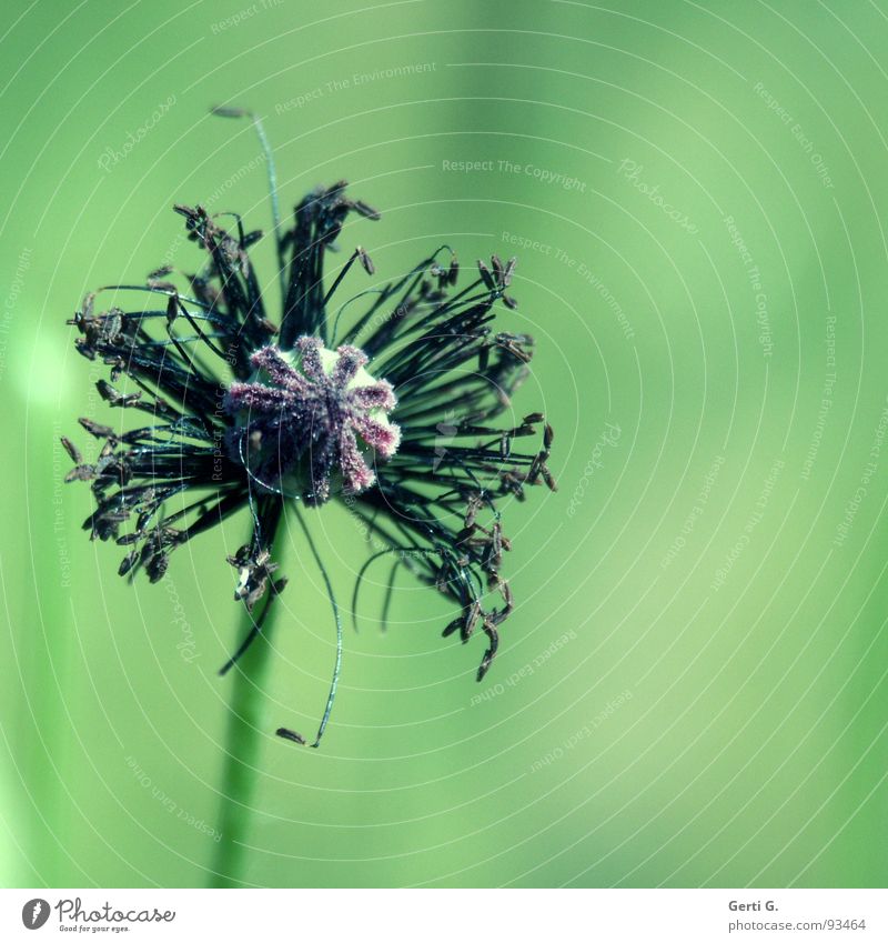 Bella Poppy Opium poppy Deploy Corn poppy Seed Stalk Derelict Limp Green Delicate Fine Thin Black Dark Macro (Extreme close-up) Close-up poppy bud Bud