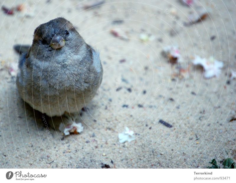 He's shy. but he doesn't show. [I] Bird Small Short Large Colossus Dwarf To talk Near Feather Jewellery Feather headdress Motherless Playing Grief Timidity