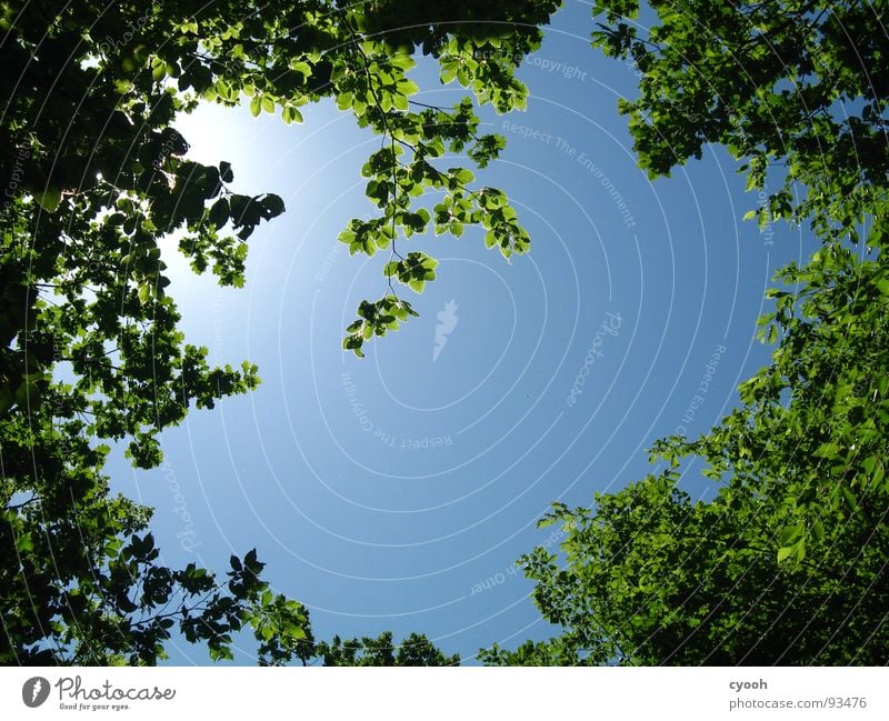 I think I'm standing in the woods. Green Forest Tree Leaf Summer Calm Spring Surround Insight Vantage point Captured Relaxation Wood flour Sky Blue relax Nature